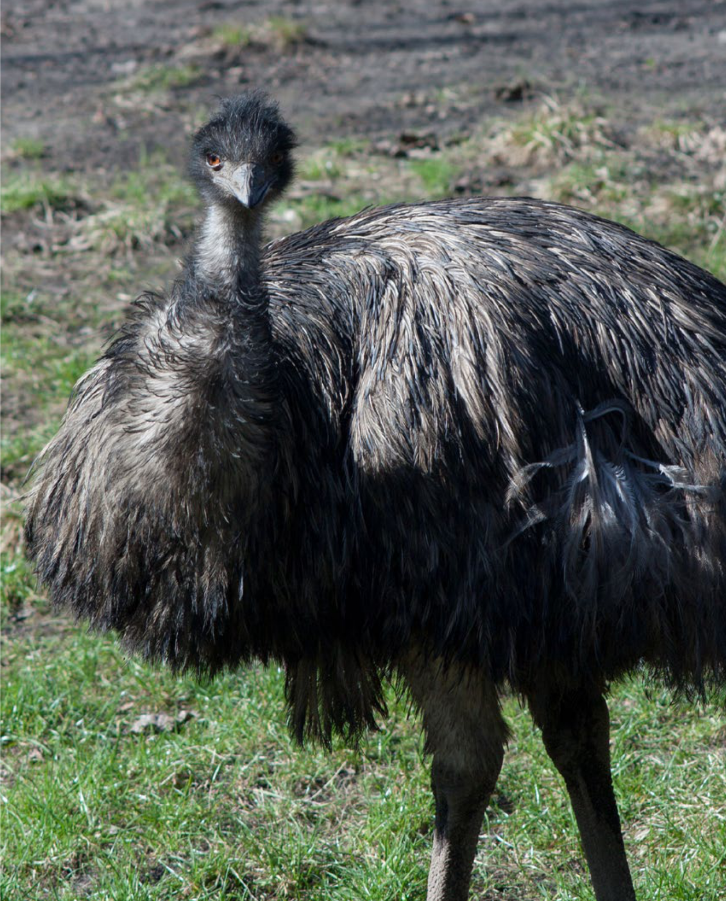 Emu zwyczajne